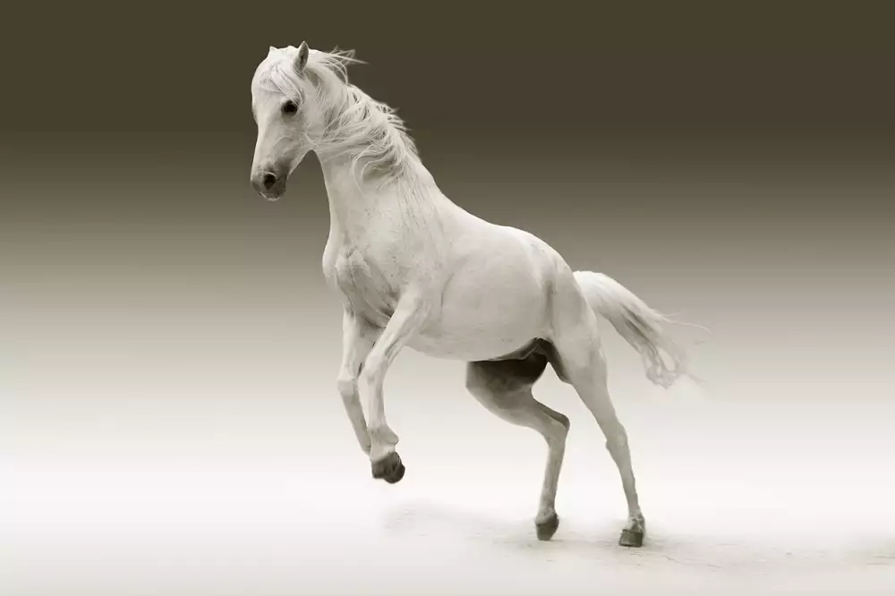 Black Horse Liberec