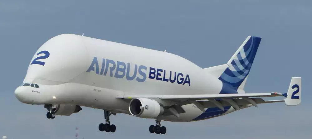 Čočka Beluga