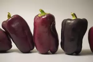 Squash