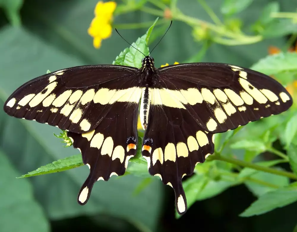 Transform