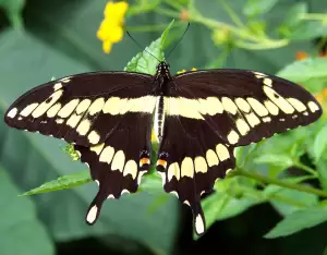 Transform