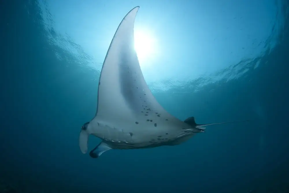Manta