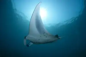 Manta