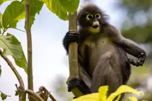 Nachmelená Opice
